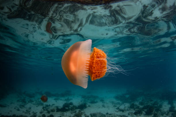 istock Jellyfish in Shallow Water 1487117440