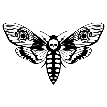 Death's head hawk moth. Acherontia atropos butterfly design, hand drawn vector illustration.