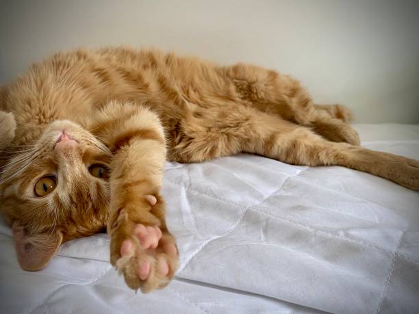 istock Cute ginger tabby cat, fluffy rolling on back with pink paws towards camera. 1487117850