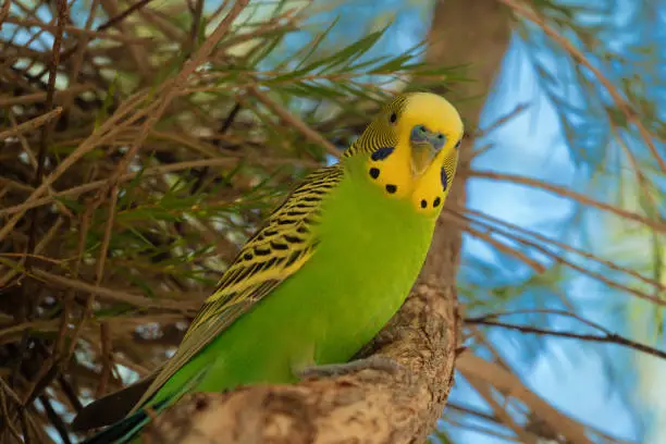 Photo of Budgerigar,or common parakeet, a small seed-eating parrot found wild throughout the drier parts of Australia.  Alice Springs Desert Park, Northern Territory, Australia