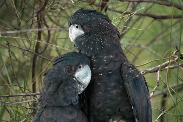 casal de cacatuas pretas de cauda vermelha (calyptorhynchus banksii) parque do deserto de alice springs, território do norte, austrália - red tailed boa - fotografias e filmes do acervo