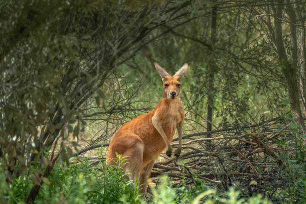 czerwony kangur (osphranter rufus) spoczywający w cieniu. alice springs desert park, terytorium północne, australia - skippy zdjęcia i obrazy z banku zdjęć