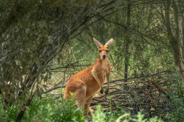canguru vermelho (osphranter rufus) descansando na sombra. parque do deserto de alice springs, território do norte, austrália - ozzie - fotografias e filmes do acervo