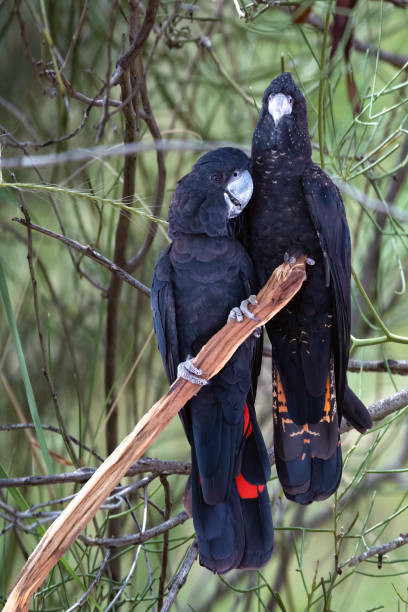 casal de cacatuas pretas de cauda vermelha (calyptorhynchus banksii) parque do deserto de alice springs, território do norte, austrália - ozzie - fotografias e filmes do acervo