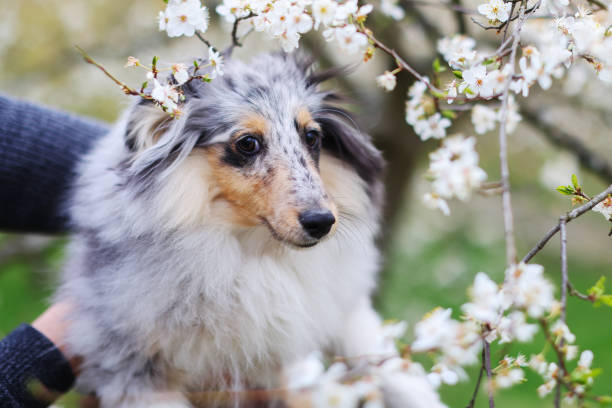 Dog Sheltie in spring garden with blooming apple tree