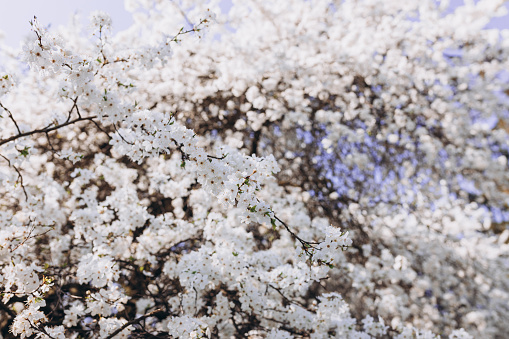 White beautiful flowers in the tree blooming in the early spring. Flowers of the cherry blossoms on a spring day, floral banner