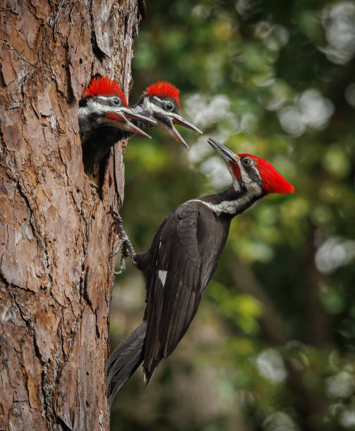 istock Pileated Woodpecker Portrait 1487119759