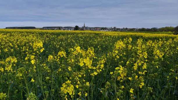 Photo of Fields at Duffus