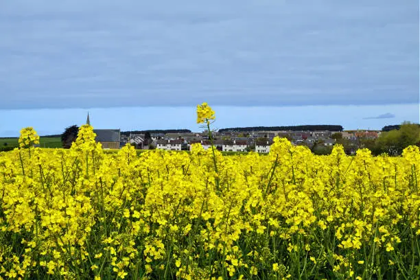 Photo of Fields at Duffus