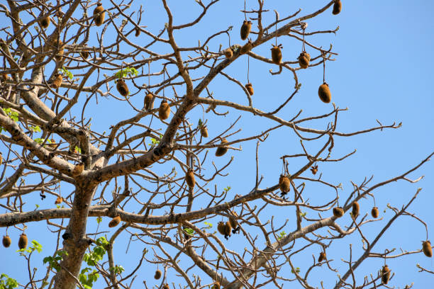 Có, Bula Sector, Cacheu Region, Guinea-Bissau: baobab trees growing on the red earth of the savannah, locally known as 'embondeiro' (African baobab - Adansonia digitata). The fruit pulp is eaten raw, mixed with water or milk to form a paste. In African traditional medicine, baobab fruit pulp is used to treat fever, diarrhoea, dysentery, smallpox, measles, haemoptysis, and as a painkiller.