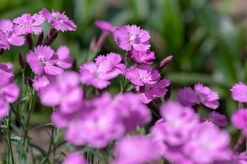 Dianthus caryophyllus carnation clove pink light violet flowers in bloom, cultivated flowering plants during summer season