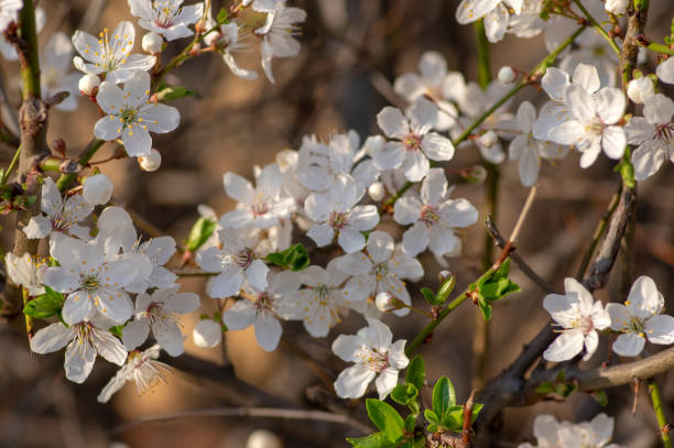 istock Prunus spinosa blackthorn flowers in bloom, small white flowering sloe tree branches 1487124789