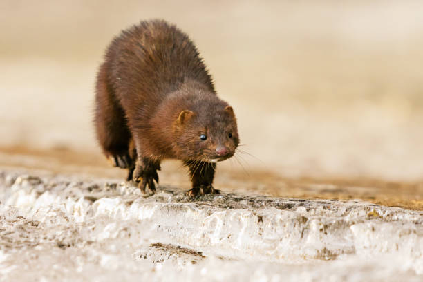 istock American mink (Neogale vison) running on the ice in early spring morning. 1487125909