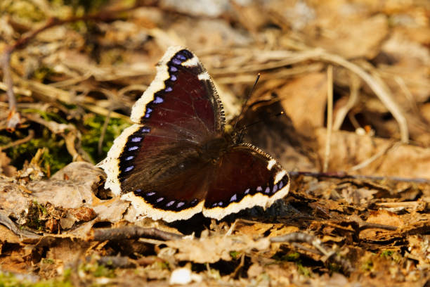istock Mourning cloak (Nymphalis antiopa) butterfly resting on the ground in spring. 1487125919