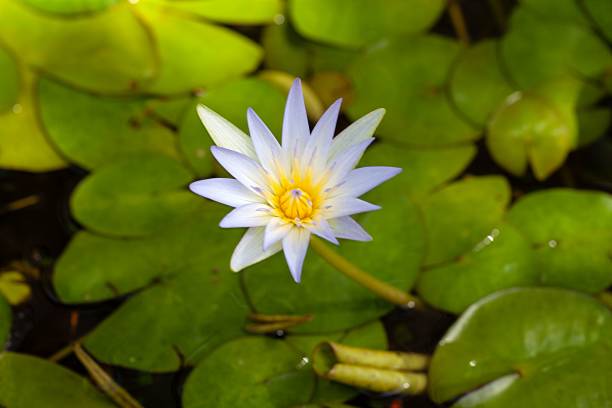 istock Tropical royalblue waterlily, Nymphaea elegans 1487126631