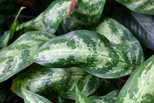 istock Foliage of a poison dart, Aglaonema commutatum 1487127044
