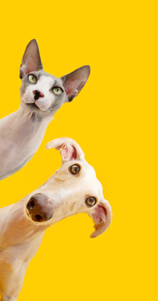 telaio per animali domestici. cane e gatto che sbirciano e guardano la telecamera. isolato su sfondo giallo - kitten color image cute feline foto e immagini stock
