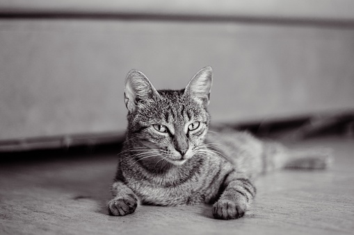 A greyscale shot of a tabby cat looking directly into the camera with a curious and attentive expression