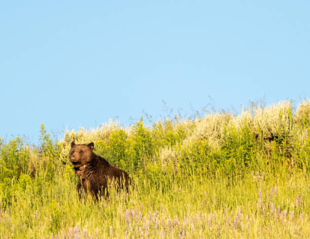 mãe de coleira grizzly bear pesquisa a área ao redor de sua família pastando - montana mountain lupine meadow - fotografias e filmes do acervo