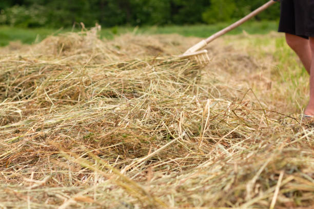 istock Man farmer turns the hay with a hay fork 1487129010