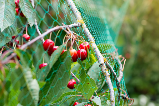 Ripe cherries on tree with protective netting to keep birds from eating the fruit.