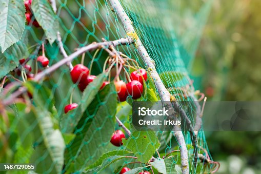 istock Ripe cherries on tree with protective netting to keep birds from eating the fruit 1487129055
