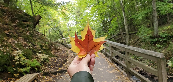 This is a photograph taken on a mobile phone from a personal perspective holding yellow and orange colored leaves up while hiking outdoors during autumn of 2020 in the Painted Falls National Recreation area of Michigan, USA.
