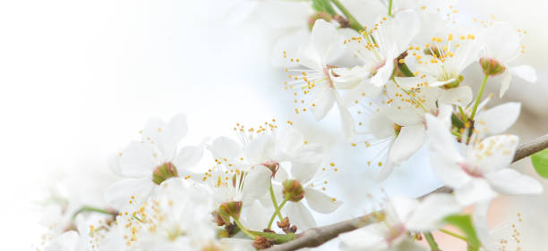 istock Beautiful branches of blossoming cherries. Beautiful abstract spring background. Banner. Copy space 1487129369