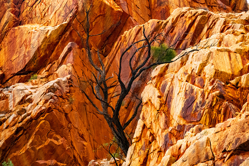 Dead tree, Standley Chasm, Larapinta Trail, West MacDonnell National Park, MacDonnell Ranges (Tjoritja) Northern Territory, Australia