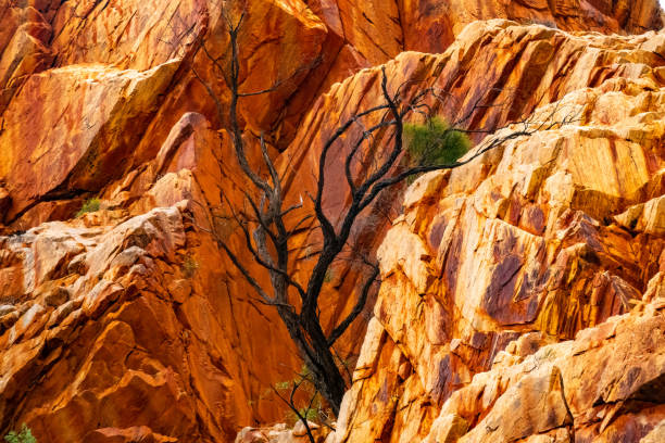 martwe drzewo, standley chasm, larapinta trail, park narodowy west macdonnell, macdonnell ranges (tjoritja) terytorium północne, australia - west macdonnell ranges national park zdjęcia i obrazy z banku zdjęć