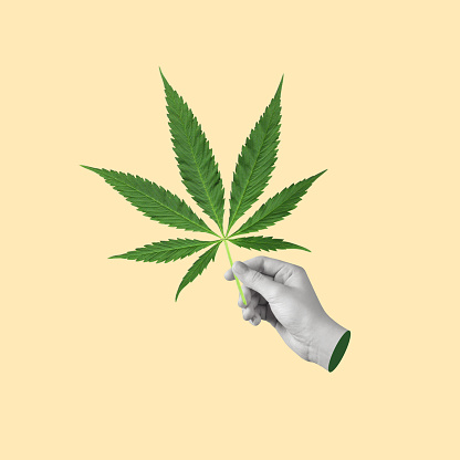 Creative art collage of hand with green cannabis leaves. Modern design. Copy space.