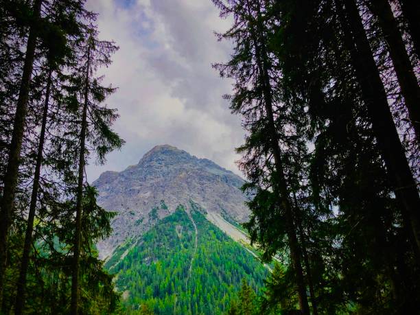 The beauty of the mountains accented by fir trees