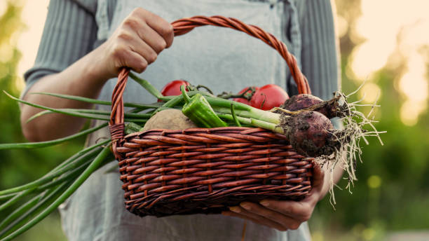 istock Farmer woman holding vegetable basket 1487131720