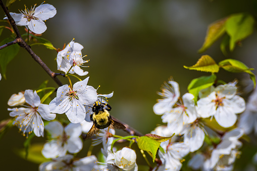 A bumblebee forages the flowers of an apple tree in spring