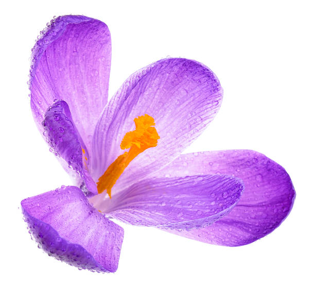 istock Purple spring crocus flower with water drops isolated on a white background 1487132888