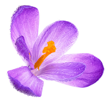 Purple spring crocus flower with water drops isolated on a white background