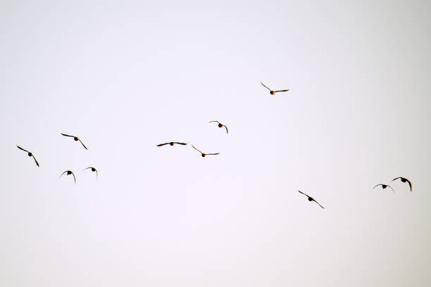 Big flock of crow birds flying against clear sky.