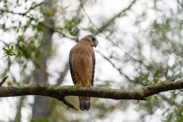istock The red-shouldered hawk bird perching on a tree branch looking for prey to hunt in summer forest 1487133873