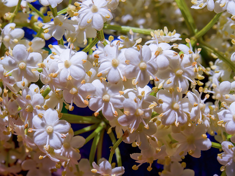 Macro photography of some elder flowers, captured at a garden in a sunny day near the town of Arcabuco, in central Colombia.