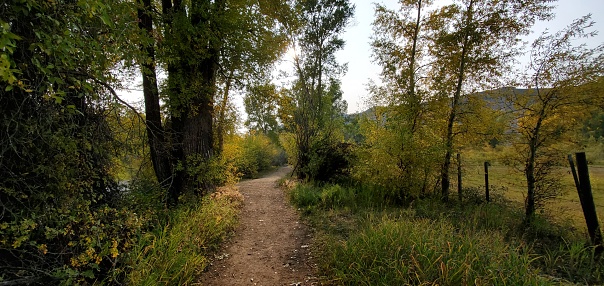 This is a photograph taken on a mobile phone outdoors of a scenic hiking trail through trees alongside a creek in Curecanti National Recreation Area in Gunnison, Colorado during autumn of 2020.