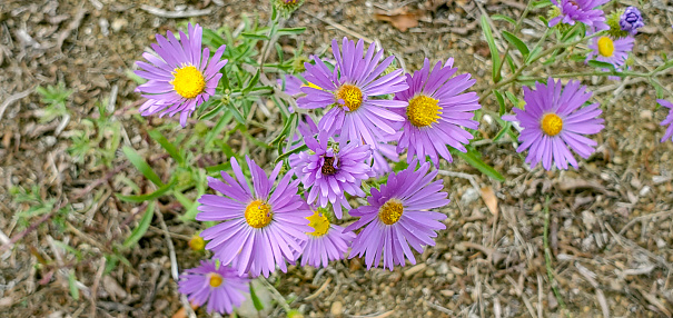 This is a photograph taken on a mobile phone outdoors of purple daisy wildflowers growing in Curecanti National Recreation Area in Gunnison, Colorado during autumn of 2020.