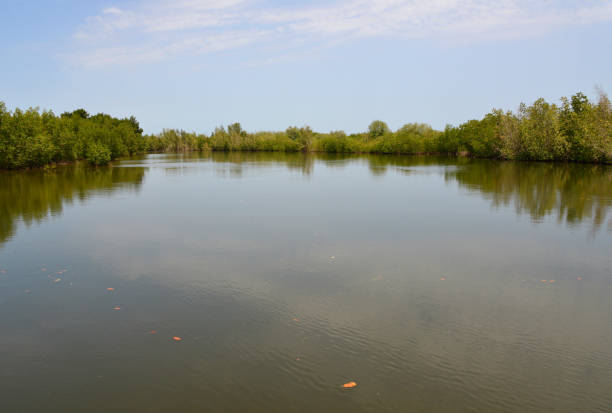 Lake in the Everglades, Florida, USA