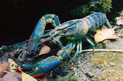 Bogavante azul or European lobster blue color raw seafood three in a row Homarus gamarus