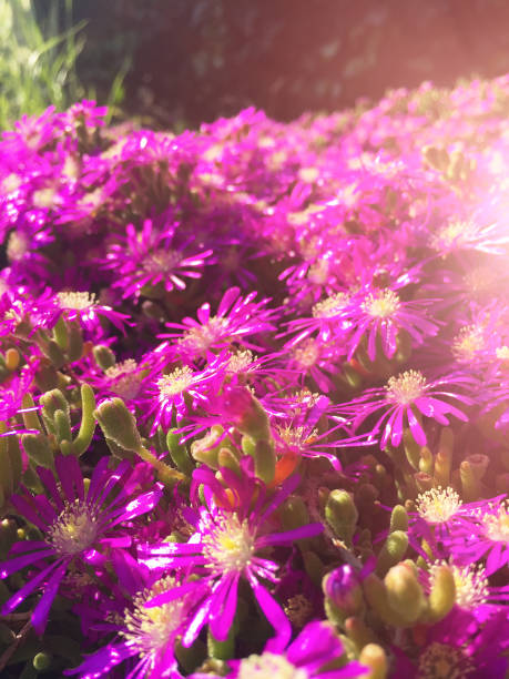 яркие фиолетовый цветы - 16241 стоковые фото и изображения