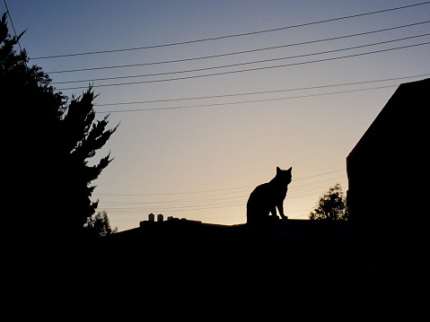 A stray cat sits on an open metal bin for communal household garbage in New Zarqa, a region about 30 kilometres north of Amman.  Stray cats are numerous and found everywhere in urbanised areas of Jordan.  Electricity or telephone wires cross the street above.  This image was taken at sunset on 2 May 2023.