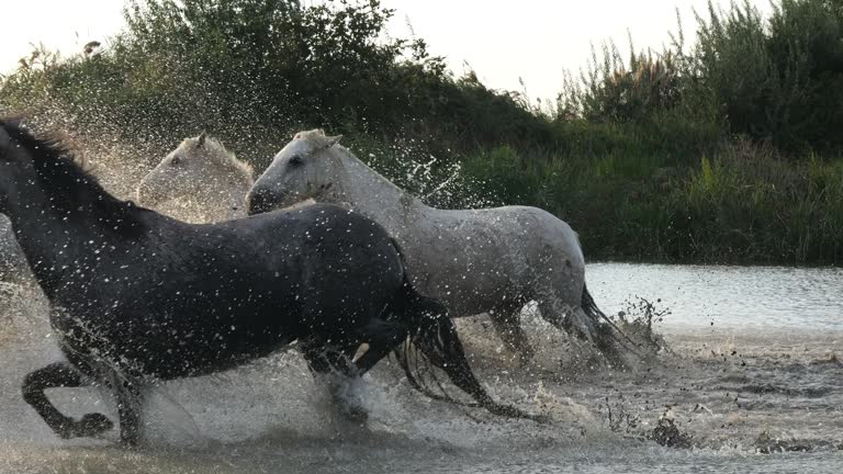 Camargue Horse, Herd trotting or galloping through Swamp, Saintes Marie de la Mer in Camargue, in the South of France, Slow Motion 4K