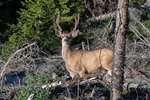 Deer stag (or buck) standing, looking at camera in thick lush high country forest of northern Colorado, in western USA, North America.