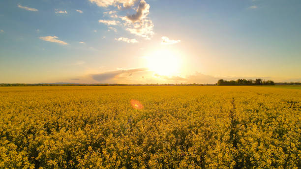 istock AERIAL: Gorgeous yellow blooming rapeseed farm field backlit with sunset light 1487141267