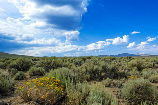 Remote desert dirt road winding through sagebrush covered hills, under a cloudy sky.\n\nTaken in Northern Nevada.