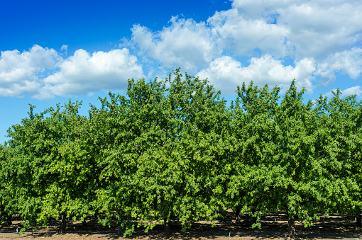 Almond (Prunus dulcis) orchard with ripening fruit on trees, with clouds in background.\n\nTaken in the San Joaquin Valley, California, USA.